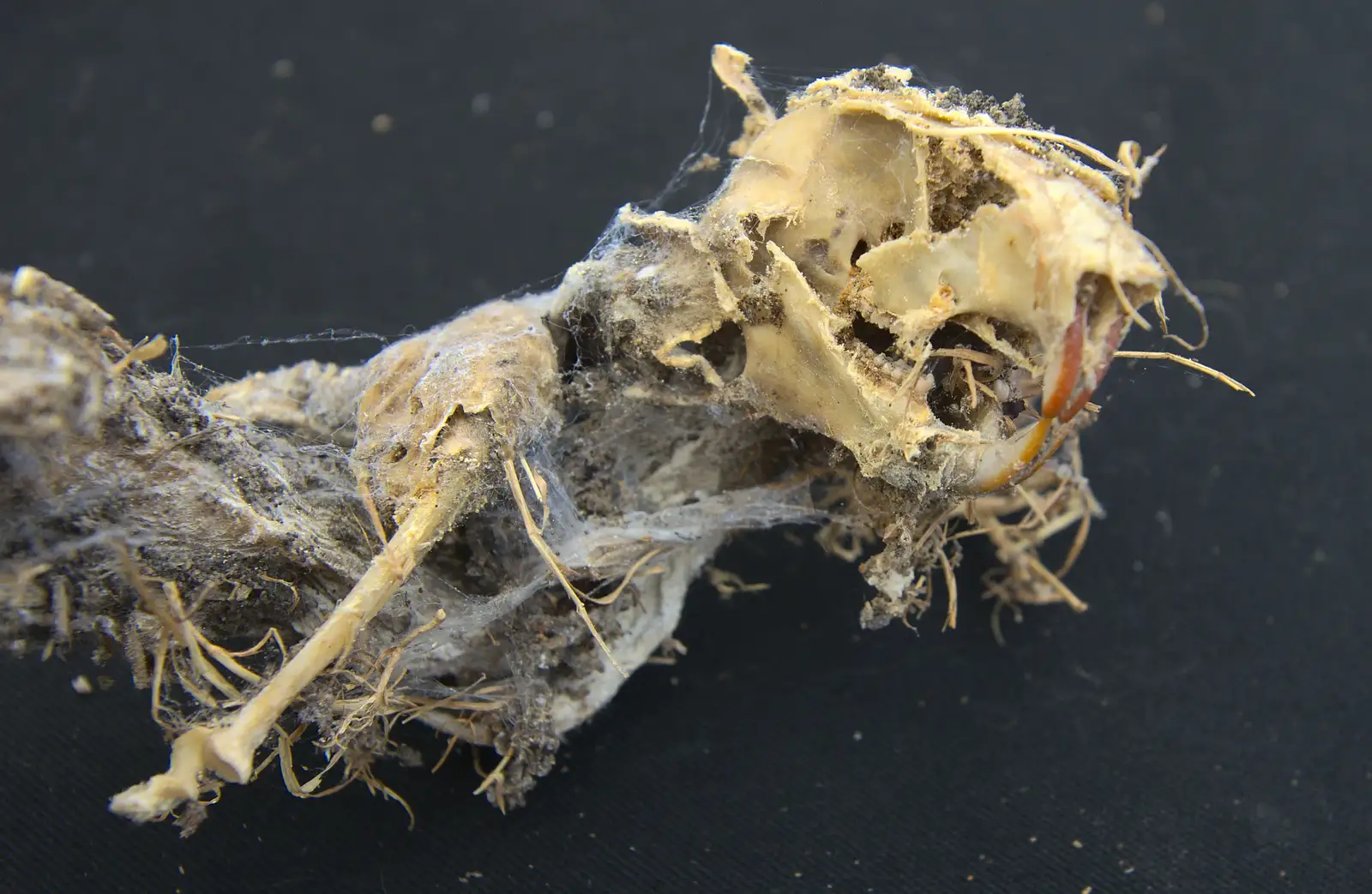 A squirrel skull, from The BSCC at Pulham Crown, and Grandad with a Grinder, Brome, Suffolk - 11th July 2013