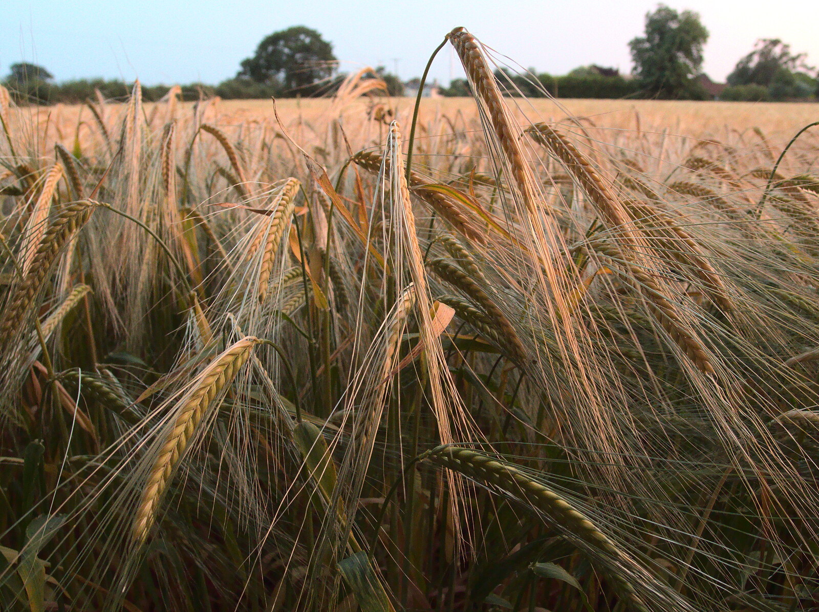 Barley in the sunset from The Demolition of the Garage, Brome, Suffolk - 17th July 2013