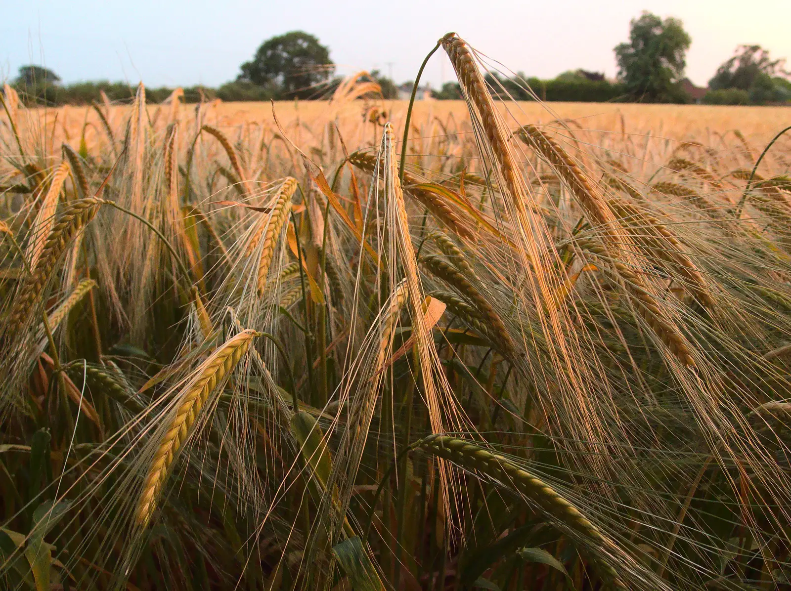 Barley in the sunset, from The Demolition of the Garage, Brome, Suffolk - 17th July 2013