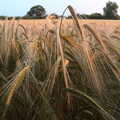 Barley in the sunset, The Demolition of the Garage, Brome, Suffolk - 17th July 2013