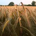 Barley in the sunset, The Demolition of the Garage, Brome, Suffolk - 17th July 2013