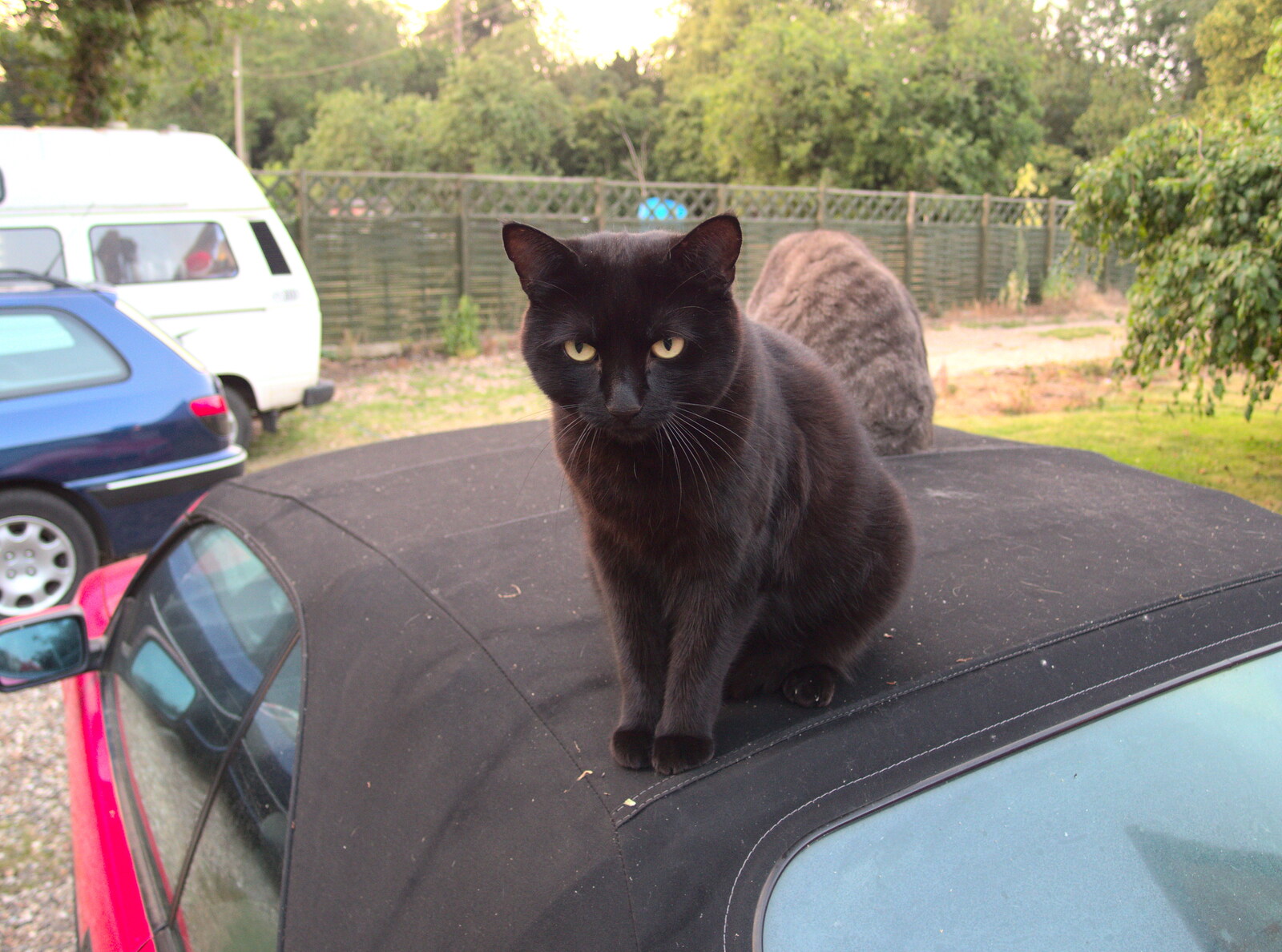 Millie the Mooch on the car roof from The Demolition of the Garage, Brome, Suffolk - 17th July 2013