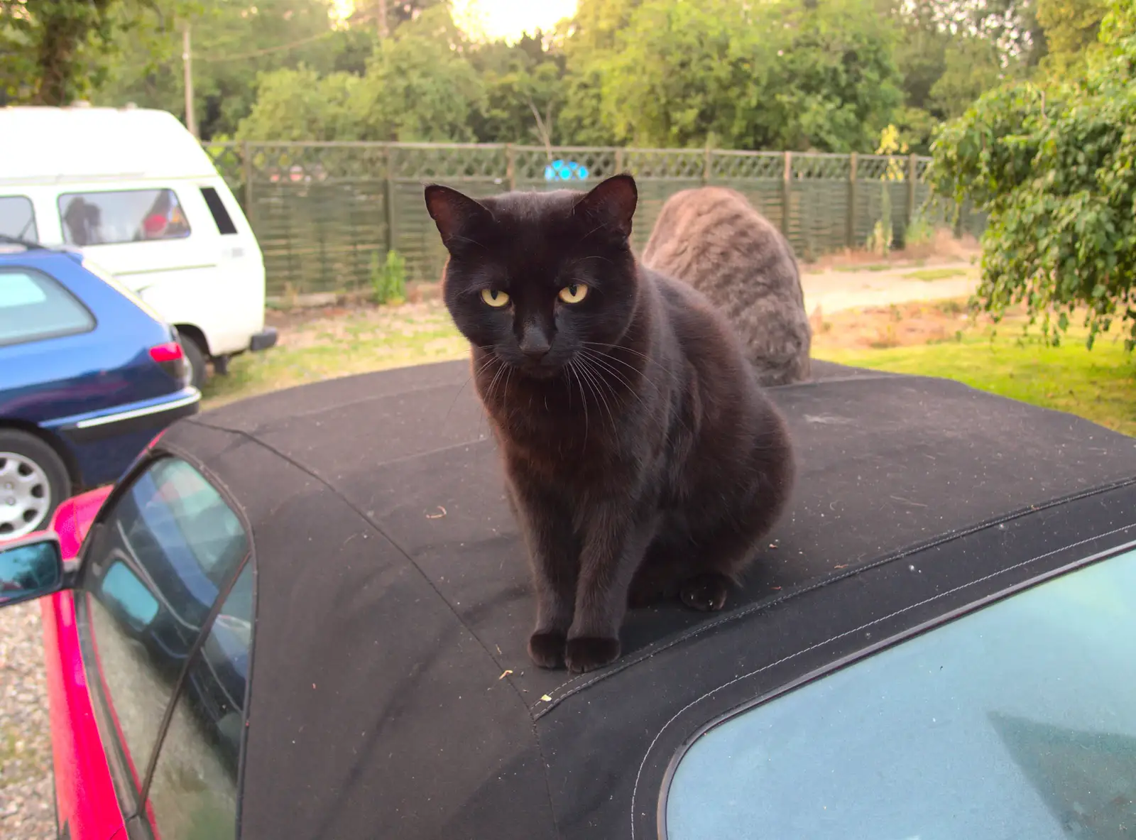 Millie the Mooch on the car roof, from The Demolition of the Garage, Brome, Suffolk - 17th July 2013