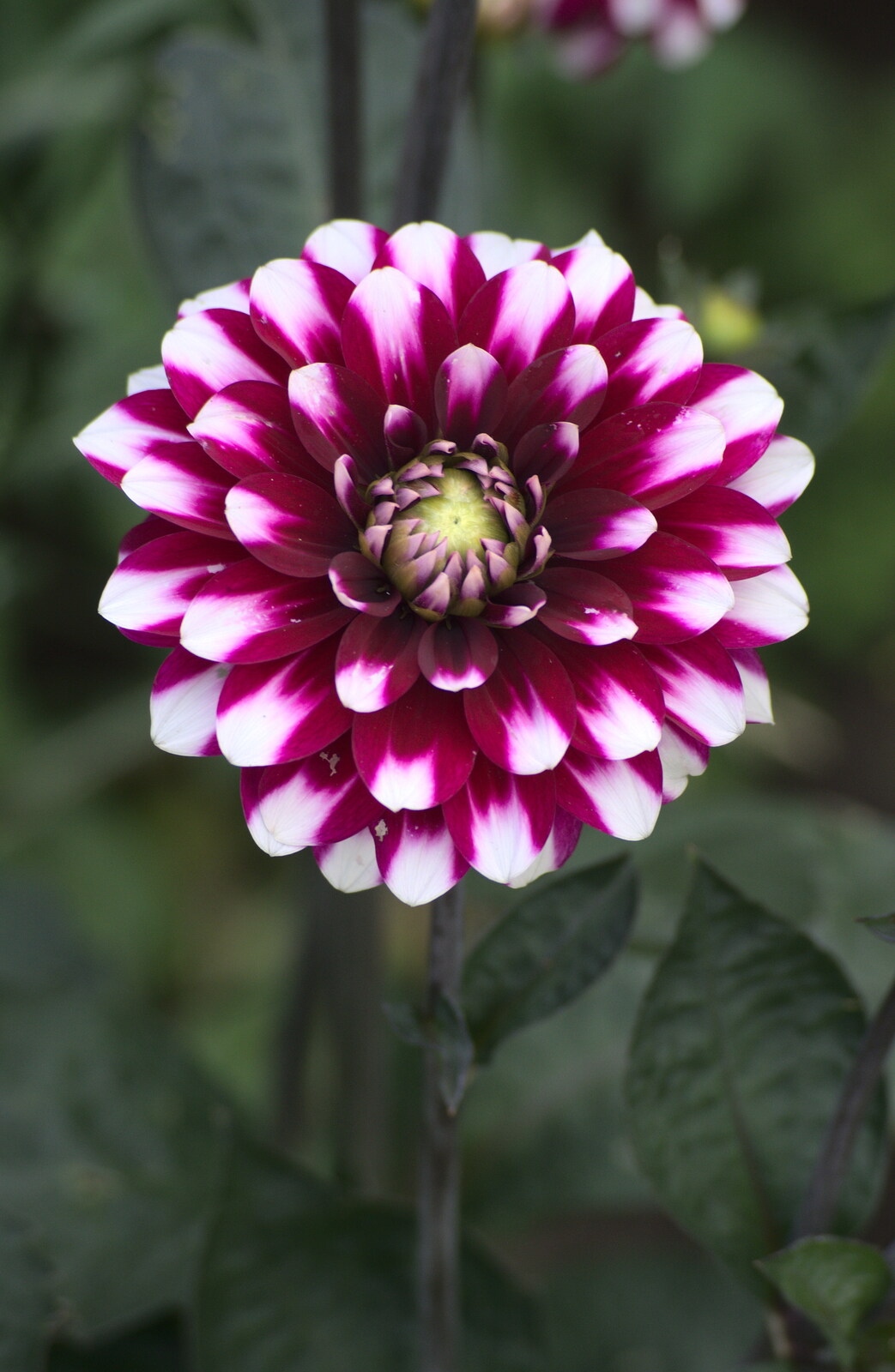 A Dahlia from An Interview with Rick Wakeman and Other Stories, Diss, Norfolk - 22nd July 2013