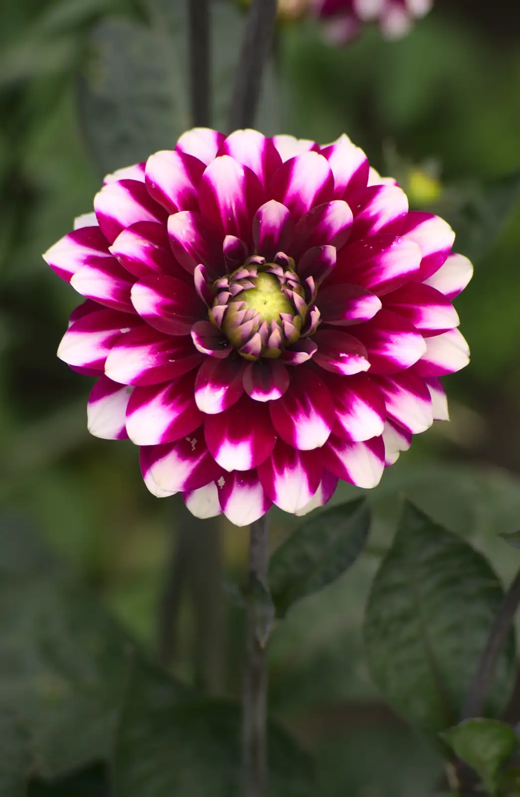 A Dahlia, from An Interview with Rick Wakeman and Other Stories, Diss, Norfolk - 22nd July 2013