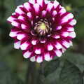 A Dahlia, An Interview with Rick Wakeman and Other Stories, Diss, Norfolk - 22nd July 2013