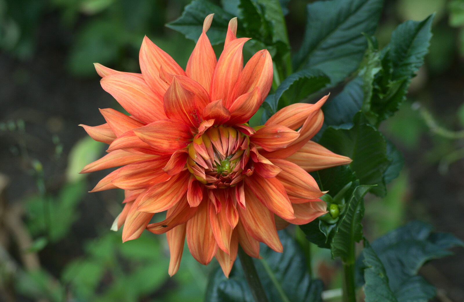 A deep orange dahlia from An Interview with Rick Wakeman and Other Stories, Diss, Norfolk - 22nd July 2013