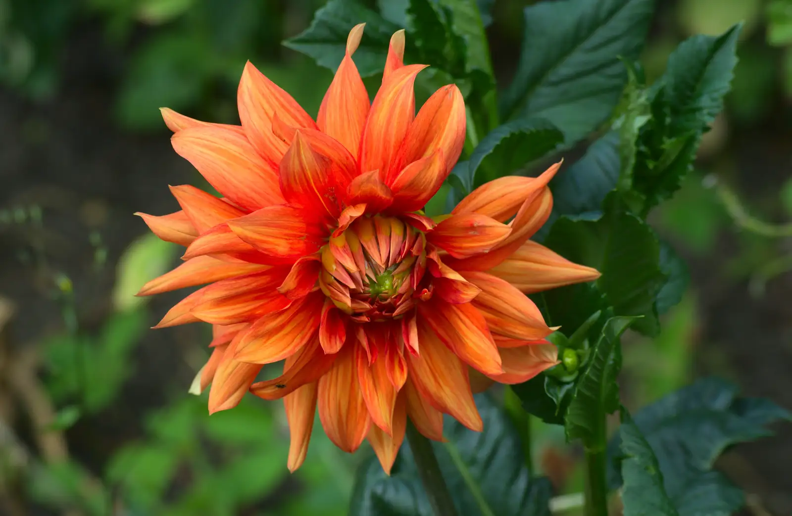 A deep orange dahlia, from An Interview with Rick Wakeman and Other Stories, Diss, Norfolk - 22nd July 2013