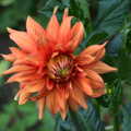 A deep orange dahlia, An Interview with Rick Wakeman and Other Stories, Diss, Norfolk - 22nd July 2013
