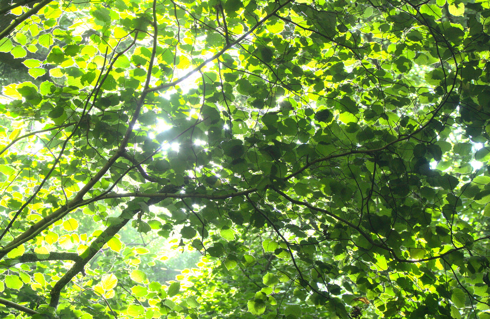 The morning sun shines through the verdant leaves from Henry's 60th Birthday, Hethel, Norfolk - 3rd August 2013