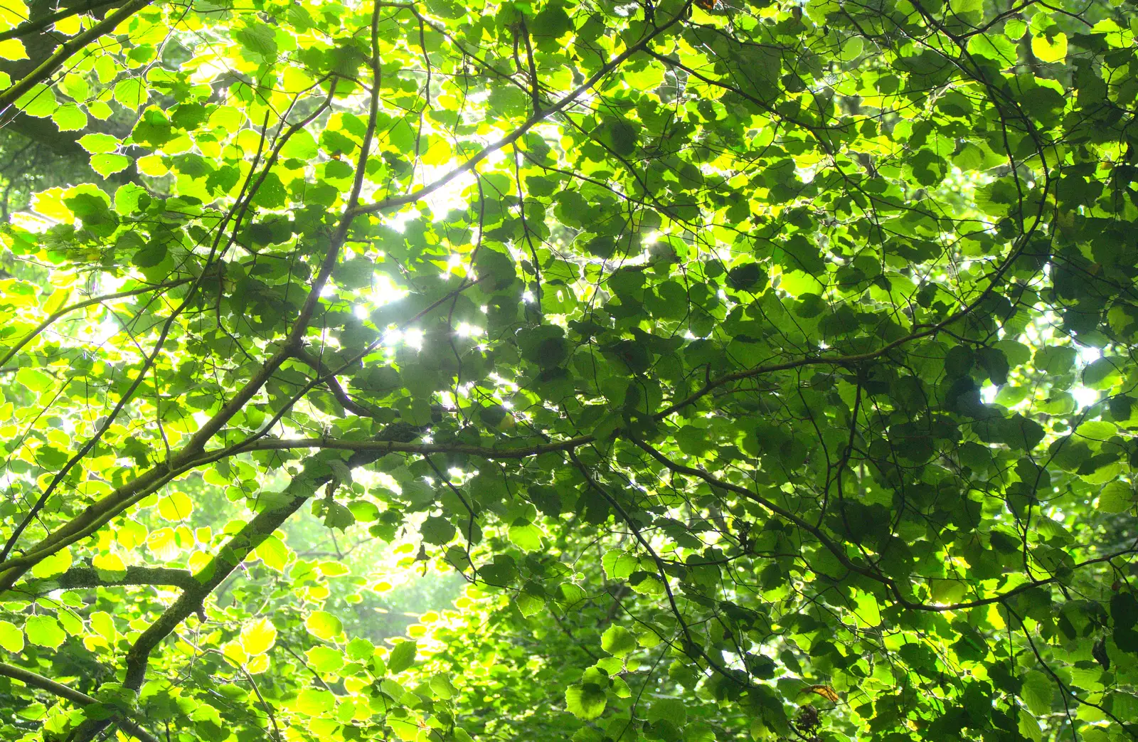 The morning sun shines through the verdant leaves, from Henry's 60th Birthday, Hethel, Norfolk - 3rd August 2013