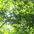 The morning sun shines through the verdant leaves, Henry's 60th Birthday, Hethel, Norfolk - 3rd August 2013