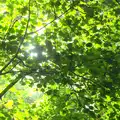 The morning sun shines through the verdant leaves, Henry's 60th Birthday, Hethel, Norfolk - 3rd August 2013