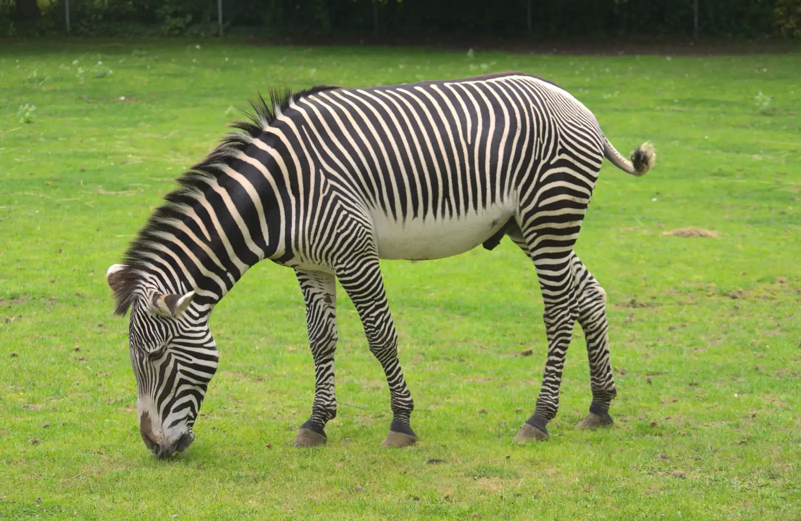 Stripey horse!, from Tiger Cubs at Banham Zoo, Banham, Norfolk - 6th August 2013