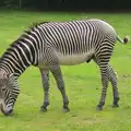 Stripey horse!, Tiger Cubs at Banham Zoo, Banham, Norfolk - 6th August 2013