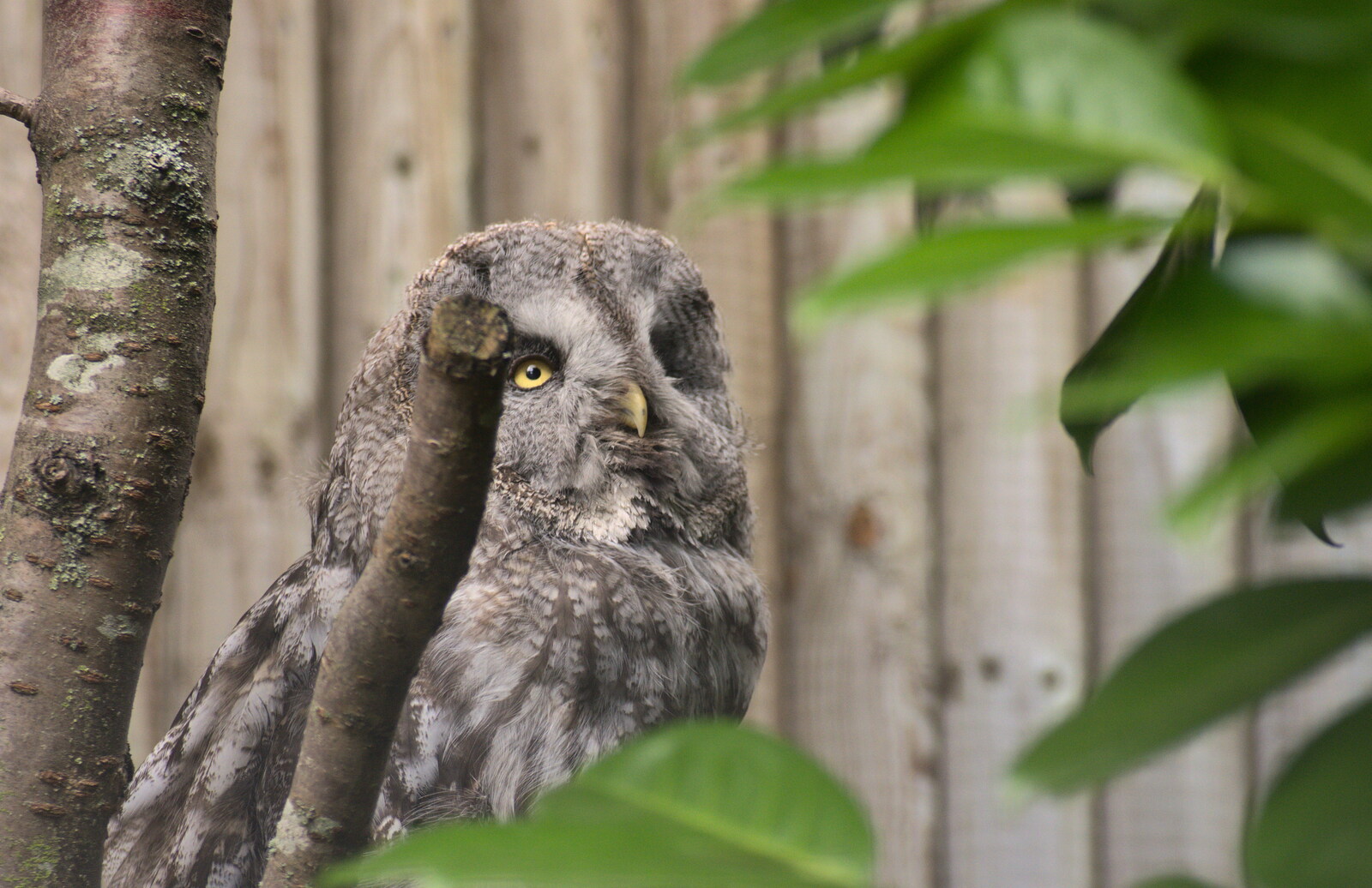 An owl that looks vaguely like Predator from Tiger Cubs at Banham Zoo, Banham, Norfolk - 6th August 2013