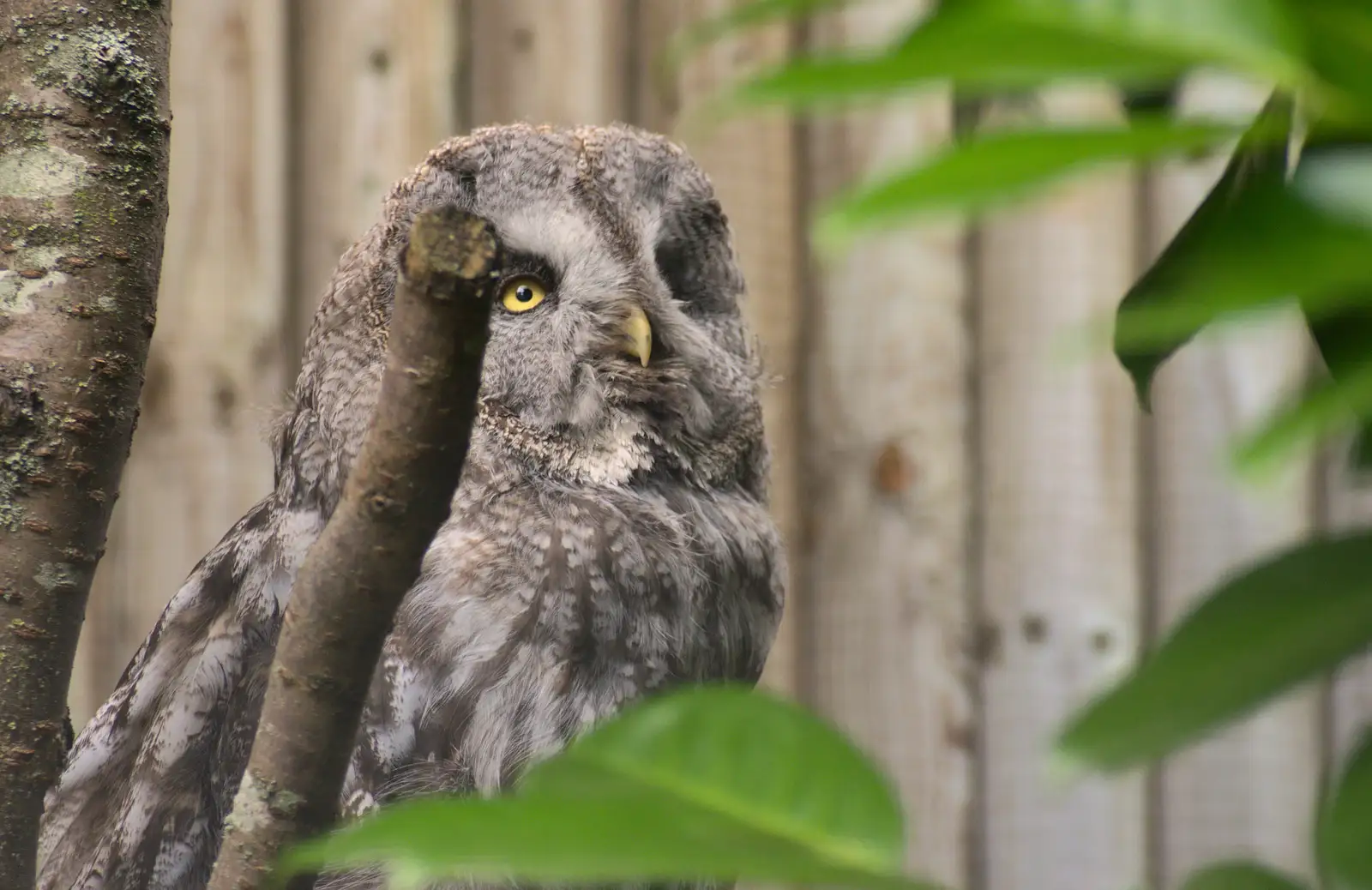 An owl that looks vaguely like Predator, from Tiger Cubs at Banham Zoo, Banham, Norfolk - 6th August 2013