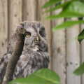 An owl that looks vaguely like Predator, Tiger Cubs at Banham Zoo, Banham, Norfolk - 6th August 2013