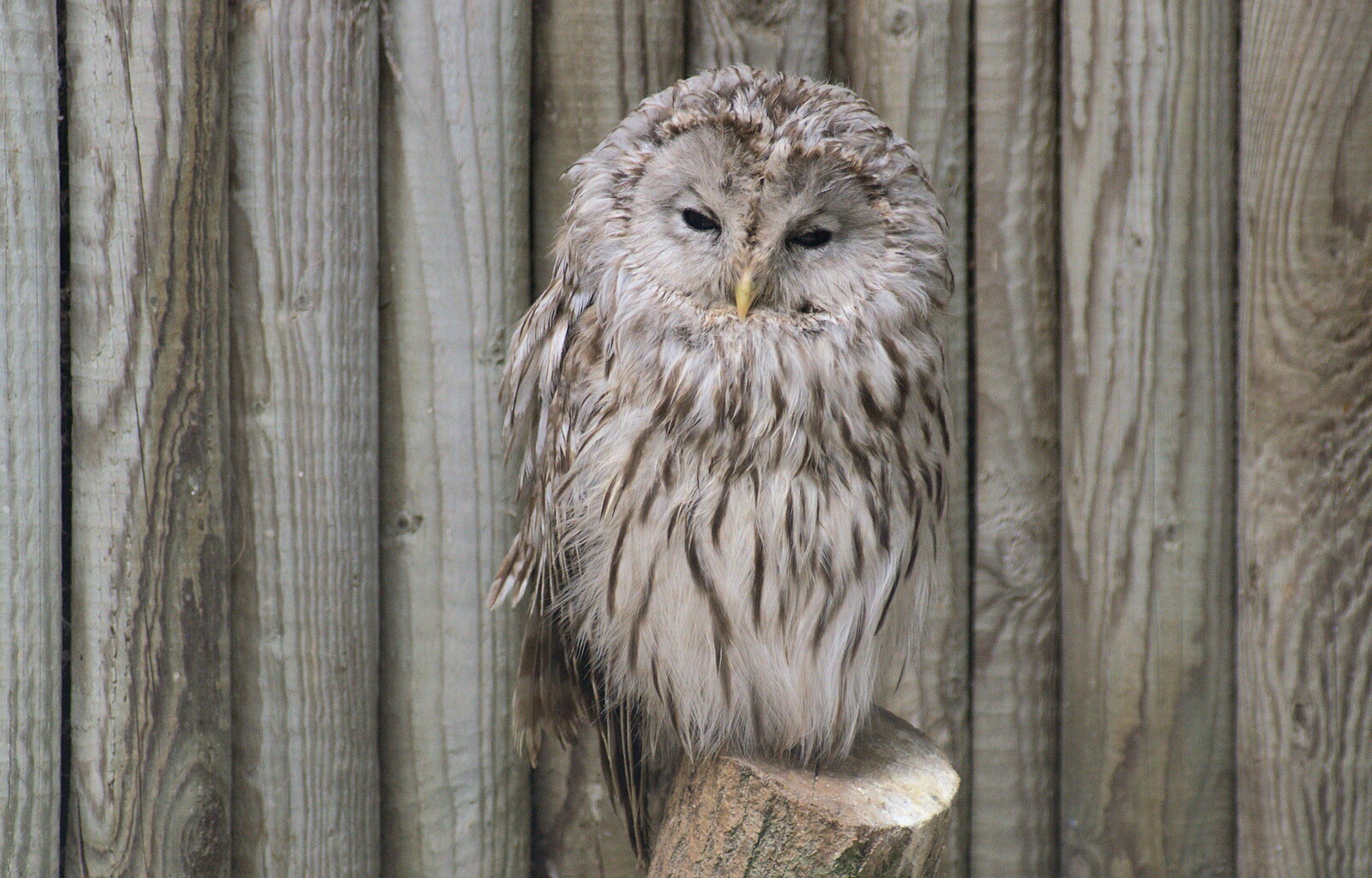 Another half-awake owl from Tiger Cubs at Banham Zoo, Banham, Norfolk - 6th August 2013
