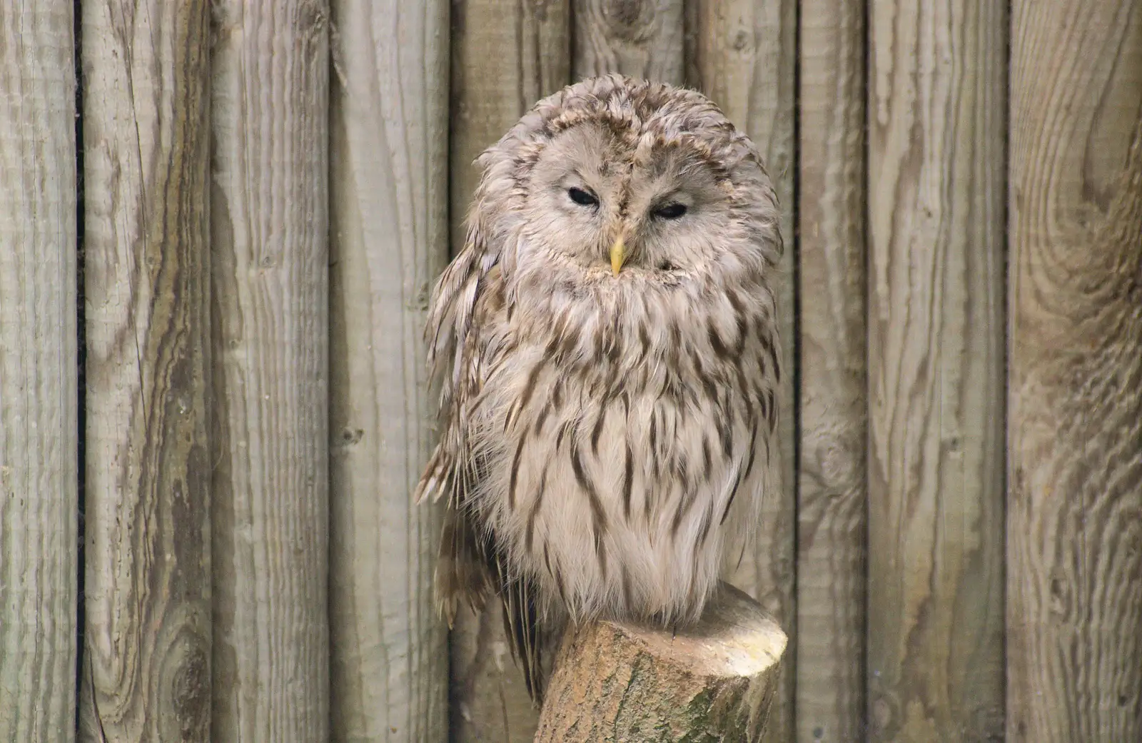 Another half-awake owl, from Tiger Cubs at Banham Zoo, Banham, Norfolk - 6th August 2013