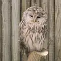 Another half-awake owl, Tiger Cubs at Banham Zoo, Banham, Norfolk - 6th August 2013