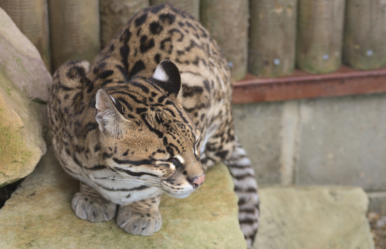 An ocelot has a doze from Tiger Cubs at Banham Zoo, Banham, Norfolk - 6th August 2013