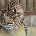 An ocelot has a doze, Tiger Cubs at Banham Zoo, Banham, Norfolk - 6th August 2013