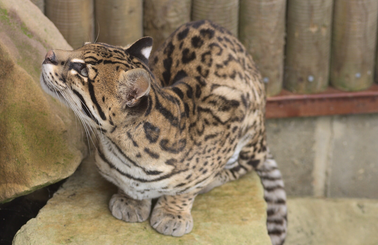 The ocelot looks up from Tiger Cubs at Banham Zoo, Banham, Norfolk - 6th August 2013