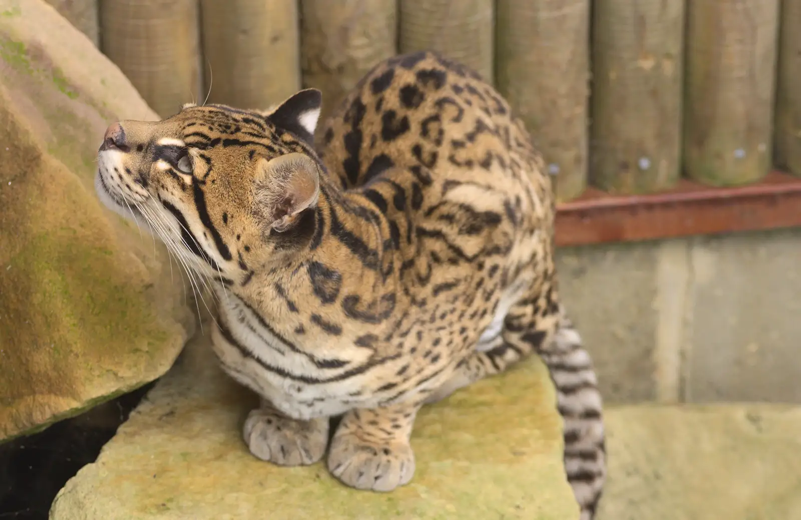 The ocelot looks up, from Tiger Cubs at Banham Zoo, Banham, Norfolk - 6th August 2013