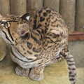 The ocelot looks up, Tiger Cubs at Banham Zoo, Banham, Norfolk - 6th August 2013
