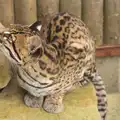 The ocelot looks up, Tiger Cubs at Banham Zoo, Banham, Norfolk - 6th August 2013