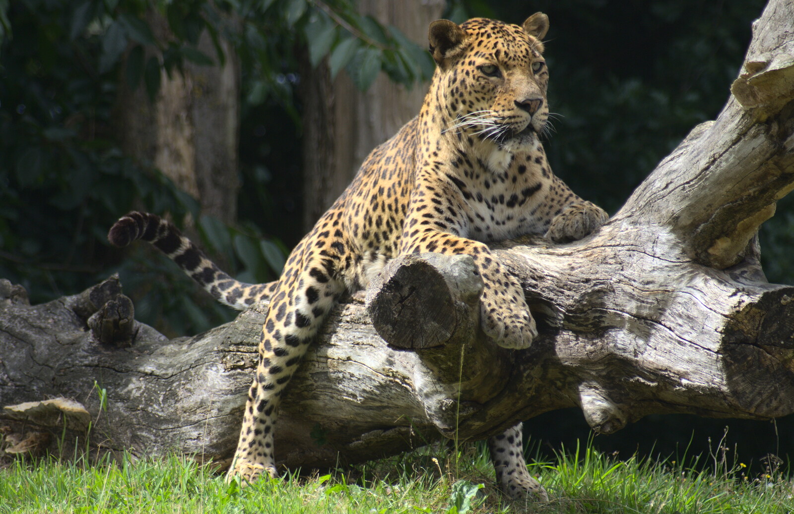A leopard sits on a tree stump from Tiger Cubs at Banham Zoo, Banham, Norfolk - 6th August 2013