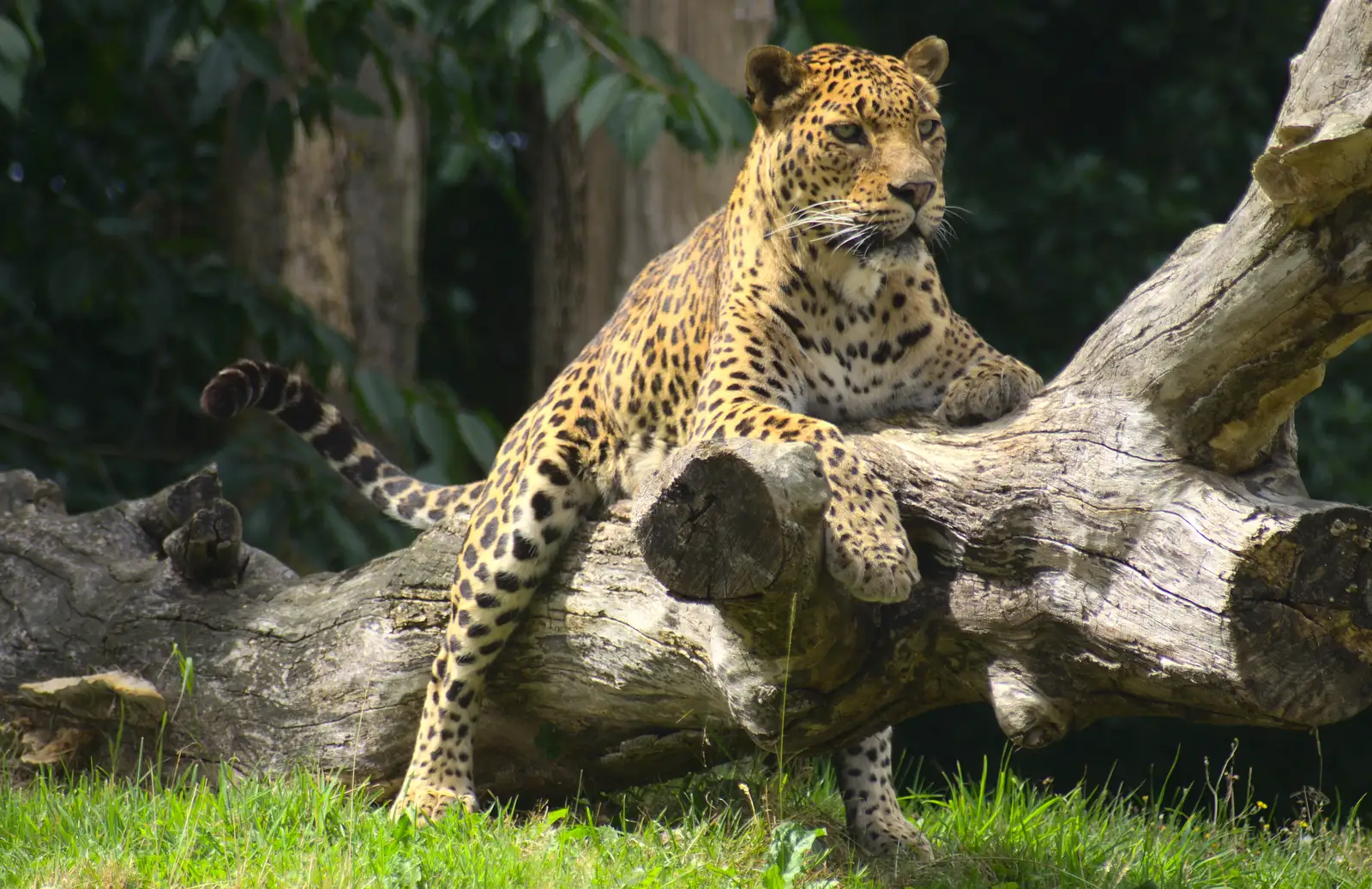 A leopard sits on a tree stump, from Tiger Cubs at Banham Zoo, Banham, Norfolk - 6th August 2013