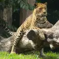 A leopard sits on a tree stump, Tiger Cubs at Banham Zoo, Banham, Norfolk - 6th August 2013