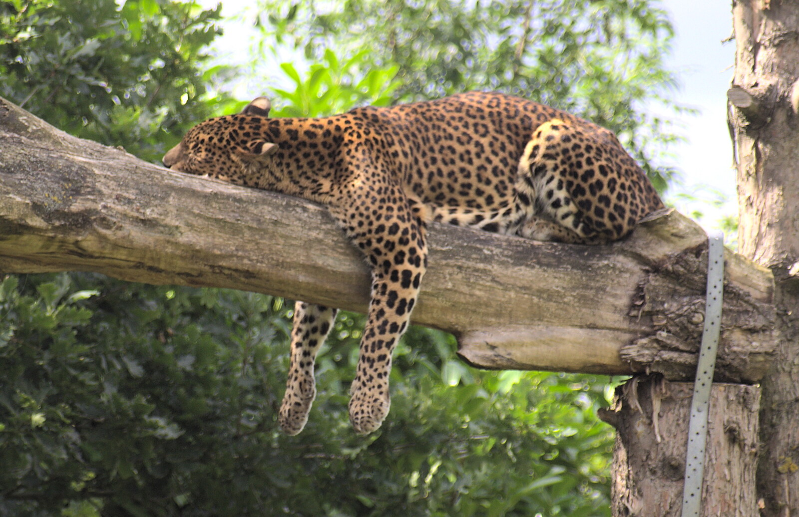 Lazy days: a leopard hangs around in a tree from Tiger Cubs at Banham Zoo, Banham, Norfolk - 6th August 2013
