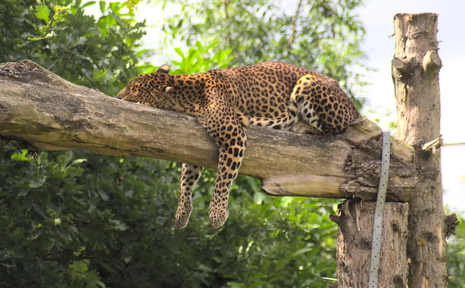 Lazy days: a leopard hangs around in a tree, from Tiger Cubs at Banham Zoo, Banham, Norfolk - 6th August 2013