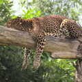 Lazy days: a leopard hangs around in a tree, Tiger Cubs at Banham Zoo, Banham, Norfolk - 6th August 2013