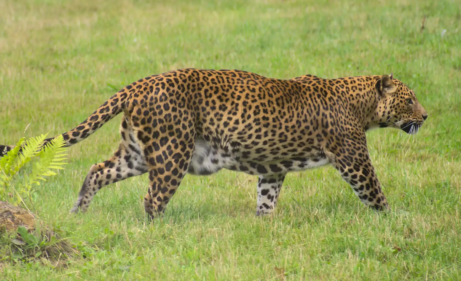 A leopard stomps around, from Tiger Cubs at Banham Zoo, Banham, Norfolk - 6th August 2013