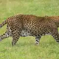 A leopard stomps around, Tiger Cubs at Banham Zoo, Banham, Norfolk - 6th August 2013