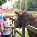 People interact with the massive hairy donkey, Tiger Cubs at Banham Zoo, Banham, Norfolk - 6th August 2013