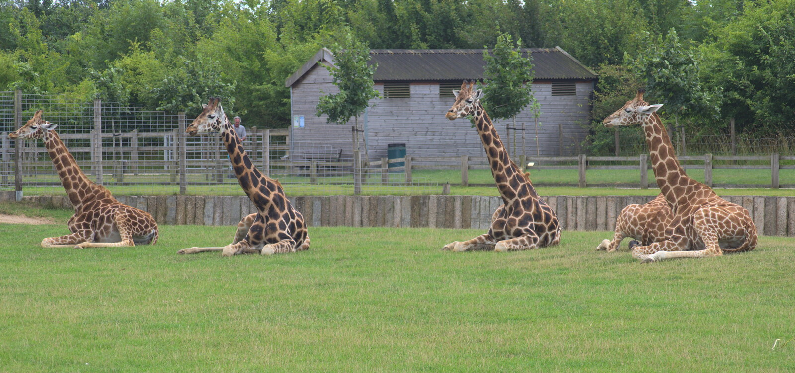 Four giraffe look up from Tiger Cubs at Banham Zoo, Banham, Norfolk - 6th August 2013