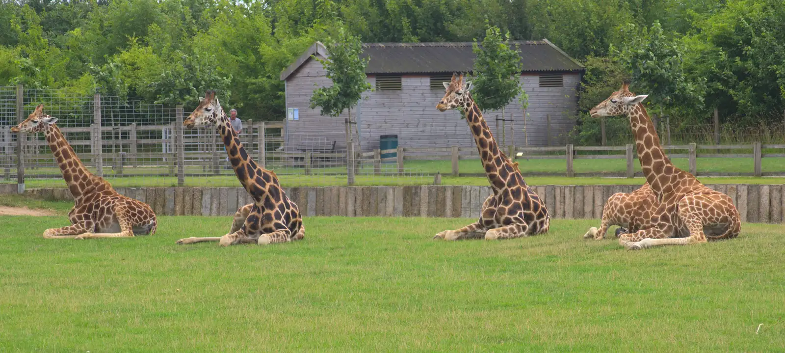 Four giraffe look up, from Tiger Cubs at Banham Zoo, Banham, Norfolk - 6th August 2013