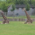Four giraffe look up, Tiger Cubs at Banham Zoo, Banham, Norfolk - 6th August 2013