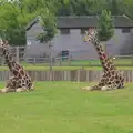 Four giraffe look up, Tiger Cubs at Banham Zoo, Banham, Norfolk - 6th August 2013