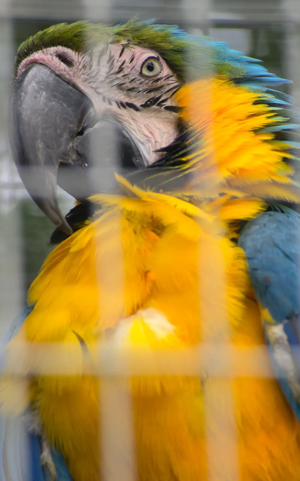 A macaw manages to look a bit hardcore, from Tiger Cubs at Banham Zoo, Banham, Norfolk - 6th August 2013