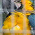 A macaw manages to look a bit hardcore, Tiger Cubs at Banham Zoo, Banham, Norfolk - 6th August 2013