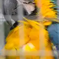 A macaw manages to look a bit hardcore, Tiger Cubs at Banham Zoo, Banham, Norfolk - 6th August 2013