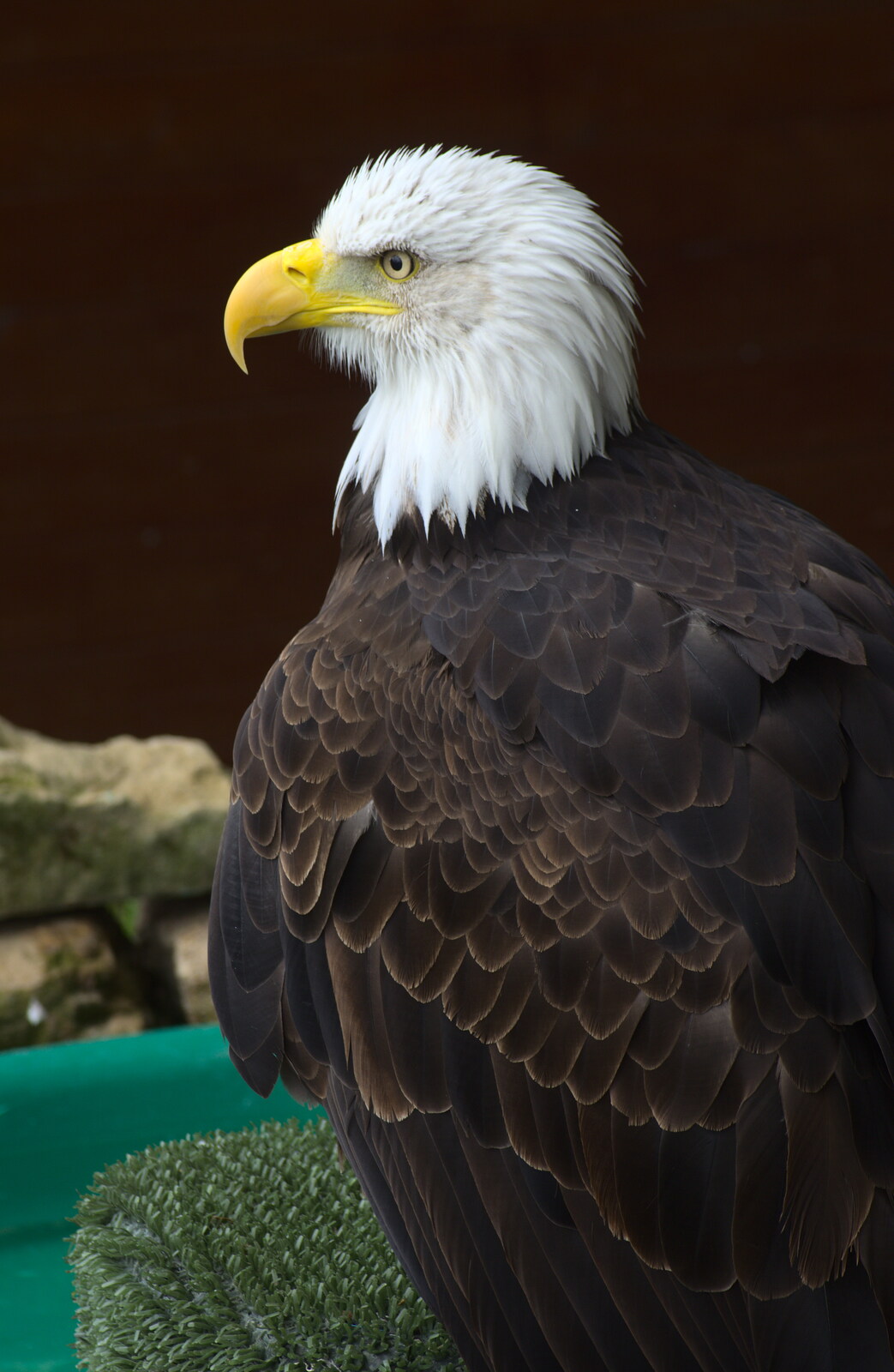 Sam the bald eagle poses for another photo from Tiger Cubs at Banham Zoo, Banham, Norfolk - 6th August 2013