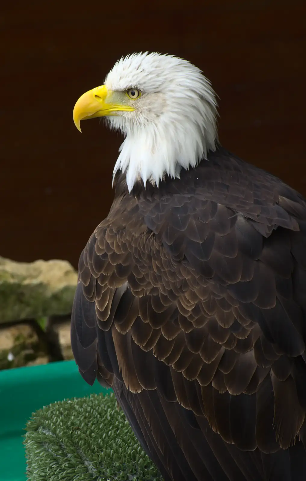 Sam the bald eagle poses for another photo, from Tiger Cubs at Banham Zoo, Banham, Norfolk - 6th August 2013