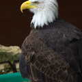 Sam the bald eagle poses for another photo, Tiger Cubs at Banham Zoo, Banham, Norfolk - 6th August 2013